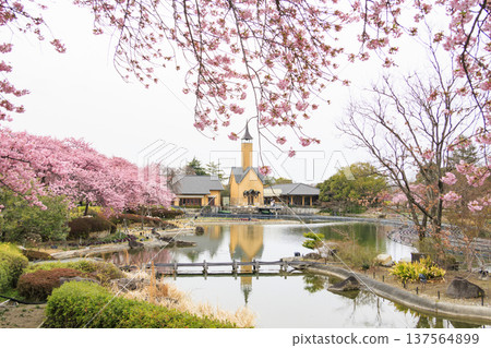 Nabana no Sato: Kawazu cherry blossoms in full bloom, tulips, and weeping plum blossoms Nabana no Sato: Kawazu cherry blossoms in full bloom, tulips, and weeping plum blossoms 137564899