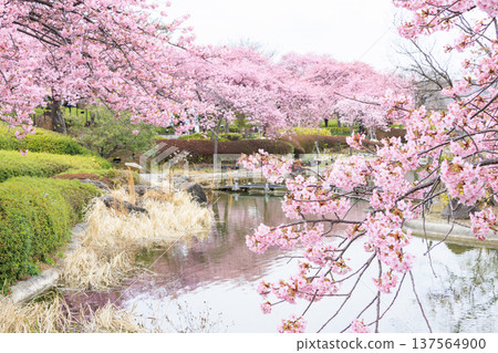 Nabana no Sato: Kawazu cherry blossoms in full bloom, tulips, and weeping plum blossoms Nabana no Sato: Kawazu cherry blossoms in full bloom, tulips, and weeping plum blossoms 137564900