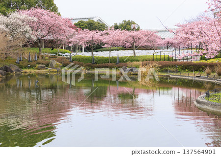 Nabana no Sato: Kawazu cherry blossoms in full bloom, tulips, and weeping plum blossoms Nabana no Sato: Kawazu cherry blossoms in full bloom, tulips, and weeping plum blossoms 137564901