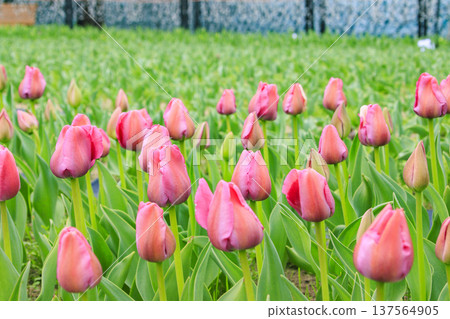 名花之鄉：盛開的河津櫻花、鬱金香與垂枝梅花 137564905