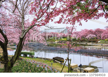 Nabana no Sato: Kawazu cherry blossoms in full bloom, tulips, and weeping plum blossoms 137564910