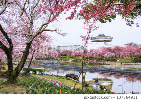 名花之鄉:盛開的河津櫻花、鬱金香與垂枝梅花 名花之鄉:盛開的河津櫻花、鬱金香與垂枝梅花 137564911