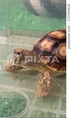 A Spurred Tortoise is taking a bath because its face is dirty from its hood. A Spurred Tortoise is taking a bath because its face is dirty from its hood. 137564928