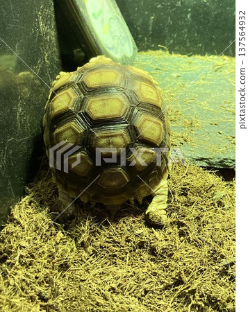 A baby African spurred tortoise bracing 137564932
