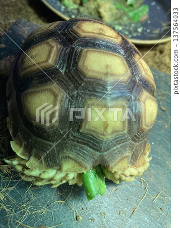 A Spurred Tortoise retracts its head while still holding food in its mouth A Spurred Tortoise retracts its head while still holding food in its mouth 137564933