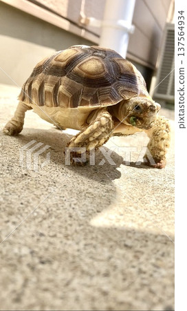A scared spurred tortoise stomping around on the porch 137564934