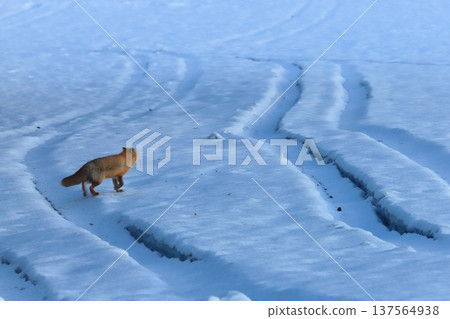 Hokkaido in winter: A red fox walking through a snowy field with ruts Hokkaido in winter: A red fox walking through a snowy field with ruts 137564938