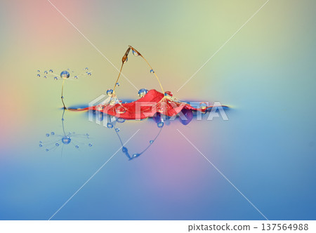 Water droplet photograph creation photograph 137564988
