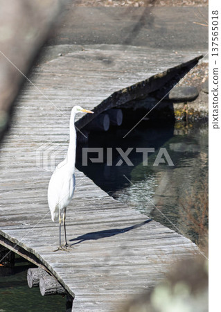 Egret standing in a pond 137565018