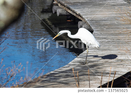 Egret standing in a pond Egret standing in a pond 137565025