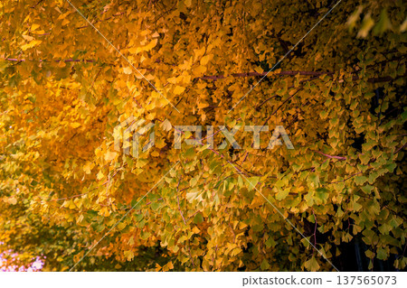 Nov 24 2025 Golden ginkgo trees flanking Imamiya Shrine entrance in Kyoto Nov 24 2025 Golden ginkgo trees flanking Imamiya Shrine entrance in Kyoto 137565073