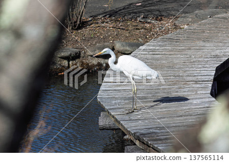 Egret standing in a pond Egret standing in a pond 137565114