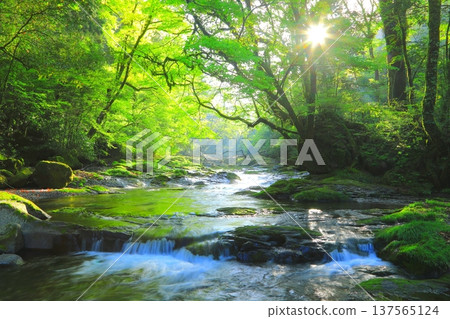 清新綠色的生態景象（菊池谷，陽光透過樹木灑下，熊本縣菊池市） 137565124