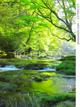Fresh green eco-image (Kikuchi Valley, Kikuchi City, Kumamoto Prefecture, vertical composition) 137565125