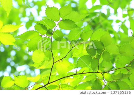 新鮮的綠色生態圖像（zelkova的年輕葉子） 137565126