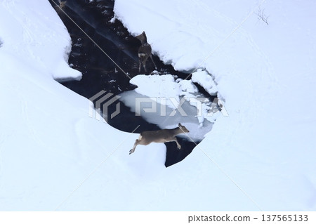 A Hokkaido deer jumps across the stream in the valley 137565133