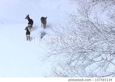 Ezo deer and frost-covered trees Ezo deer and frost-covered trees 137565134