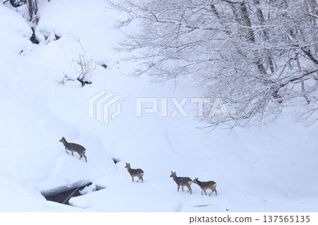A herd of Ezo deer crossing a stream in a valley A herd of Ezo deer crossing a stream in a valley 137565135