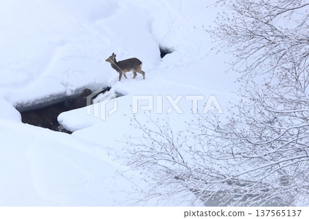 Ezo deer and frost-covered trees 137565137