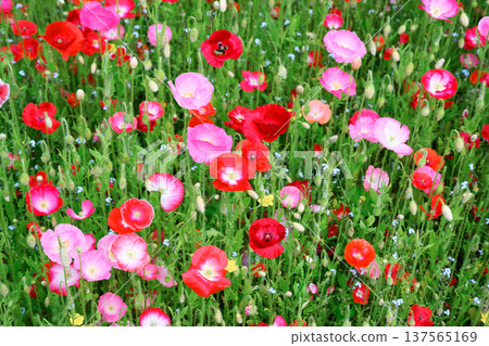 Colorful red and soft pink poppies growing densely in fresh green grass 137565169