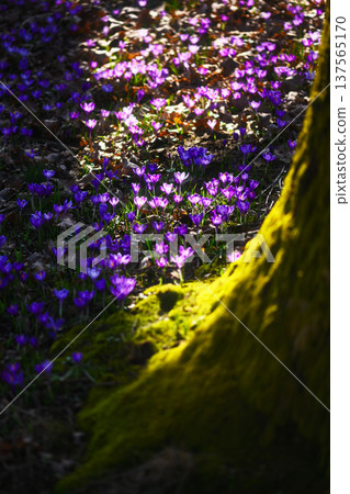 Dense patch of purple crocuses surrounding mossy tree trunk in forest Dense patch of purple crocuses surrounding mossy tree trunk in forest 137565170
