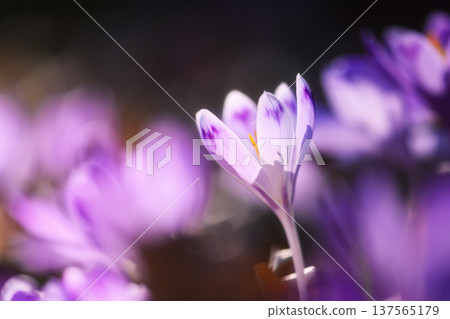 Macro view of purple crocus flower with blurred floral background 137565179