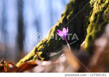 Purple crocus blooming beside mossy tree trunk on forest ground Purple crocus blooming beside mossy tree trunk on forest ground 137565181