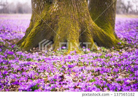 Purple crocuses covering forest floor around large tree trunk Purple crocuses covering forest floor around large tree trunk 137565182
