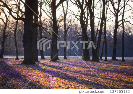 Purple crocuses growing beneath tall trees in quiet forest clearing Purple crocuses growing beneath tall trees in quiet forest clearing 137565183