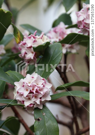 Sinking flower 137565190