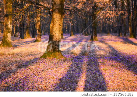 Vibrant violet crocuses blooming in bright grass under warm backlight. Vibrant violet crocuses blooming in bright grass under warm backlight. 137565192