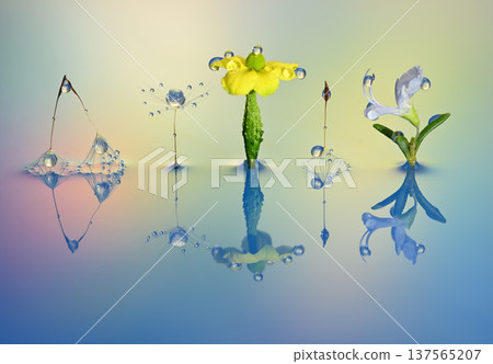 Water droplet photograph creation photograph 137565207