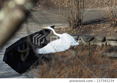 Flapping Shirajiri Flapping Shirajiri 137565234