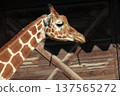 Giraffe's face (zoo) 137565272