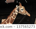 Giraffe's face (zoo) 137565273