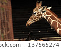 Giraffe's face (zoo) 137565274