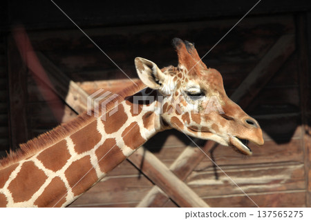 長頸鹿的臉（動物園） 137565275