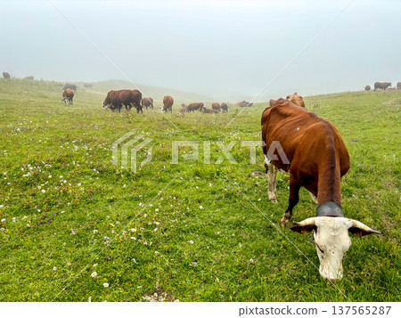 Dairy cows grazing in alpine meadow at Les Contamines-Montjoie, France 137565287