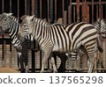 Zebra (Zoo) 137565298