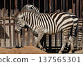Zebra (Zoo) 137565301