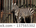 Zebra (Zoo) 137565302