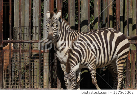 Zebra (Zoo) Zebra (Zoo) 137565302