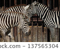 Zebra (Zoo) 137565304