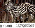 Zebra (Zoo) 137565305