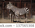 Zebra (Zoo) 137565308