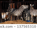 Zebra (Zoo) 137565310