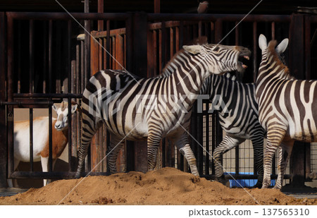 Zebra (Zoo) 137565310