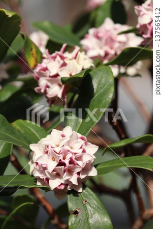 Sinking flower 137565412