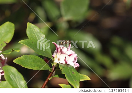 蜜蜂和達芙妮 蜜蜂和達芙妮 137565414