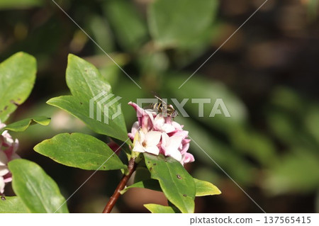 達芙妮和蜜蜂 137565415